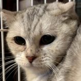 12月6日の瑞穂店に参加する花ねこ千葉の保護猫10