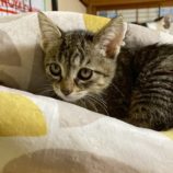 12月6日の瑞穂店に参加する花ねこ千葉の保護猫11