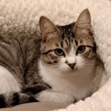 12月6日の瑞穂店に参加する花ねこ千葉の保護猫12