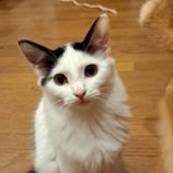 12月6日の瑞穂店に参加する花ねこ千葉の保護猫13