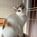 12月6日の瑞穂店に参加する花ねこ千葉の保護猫14