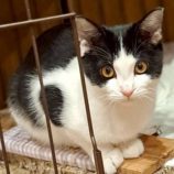 12月6日の瑞穂店に参加する花ねこ千葉の保護猫16