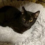 12月6日の瑞穂店に参加する花ねこ千葉の保護猫17