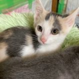 12月6日の瑞穂店に参加する花ねこ千葉の保護猫18