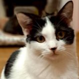 12月6日の瑞穂店に参加する花ねこ千葉の保護猫19