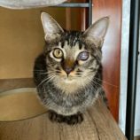 12月6日の瑞穂店に参加する花ねこ千葉の保護猫20