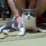 12月6日の瑞穂店に参加する花ねこ千葉の保護猫21