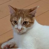 12月6日の瑞穂店に参加する花ねこ千葉の保護猫22