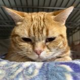 12月14日の瑞穂店に参加するまたたび家の保護猫01