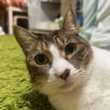 12月14日の瑞穂店に参加するまたたび家の保護猫02