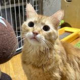 12月14日の瑞穂店に参加するまたたび家の保護猫03