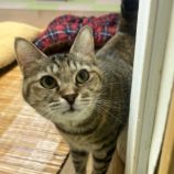 12月14日の瑞穂店に参加するまたたび家の保護猫04