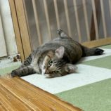 12月14日の瑞穂店に参加するまたたび家の保護猫05