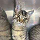 12月14日の瑞穂店に参加するまたたび家の保護猫06