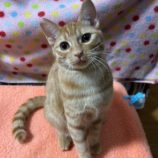 12月14日の瑞穂店に参加するまたたび家の保護猫07