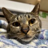 12月14日の瑞穂店に参加するまたたび家の保護猫09