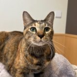 12月14日の瑞穂店に参加するまたたび家の保護猫10