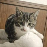 12月7日の守谷店に参加するにゃんこの大冒険の保護猫02