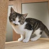 12月7日の守谷店に参加するにゃんこの大冒険の保護猫03