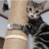 12月7日の守谷店に参加するにゃんこの大冒険の保護猫04