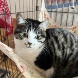 12月7日の守谷店に参加するにゃんこの大冒険の保護猫05