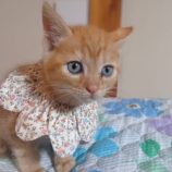 12月7日の守谷店に参加するにゃんこの大冒険の保護猫06