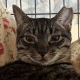 12月7日の守谷店に参加するにゃんこの大冒険の保護猫07