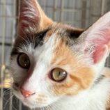 12月14日の新田店に参加する猫のへやの保護猫04