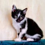 12月21日の新田店に参加する猫びよりの保護猫01