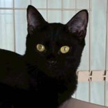 12月21日の新田店に参加する猫びよりの保護猫02