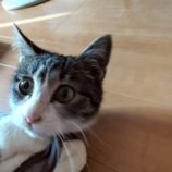 12月21日の新田店に参加する猫びよりの保護猫03