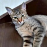 12月21日の新田店に参加する猫びよりの保護猫04