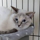 12月21日の新田店に参加する猫びよりの保護猫05