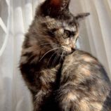 12月21日の新田店に参加する猫びよりの保護猫07