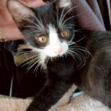 12月21日の新田店に参加する猫びよりの保護猫09