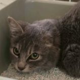 12月21日の新田店に参加する猫びよりの保護猫10