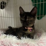 12月21日の新田店に参加する猫びよりの保護猫11