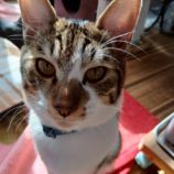 12月21日の新田店に参加する猫びよりの保護猫12