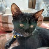 12月21日の新田店に参加する猫びよりの保護猫13