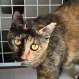 12月21日の新田店に参加する猫びよりの保護猫14