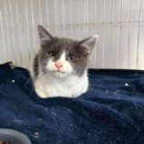 12月21日の新田店に参加する猫びよりの保護猫15