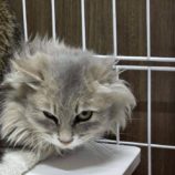 12月21日の新田店に参加する猫びよりの保護猫16