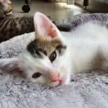 12月21日の新田店に参加する猫びよりの保護猫17