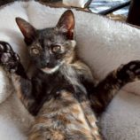 12月21日の新田店に参加する猫びよりの保護猫18