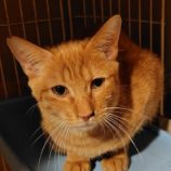 12月28日の小山店に参加するにゃんこの大冒険の保護猫12