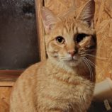 12月28日の小山店に参加するにゃんこの大冒険の保護猫02