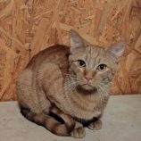 12月28日の小山店に参加するにゃんこの大冒険の保護猫03