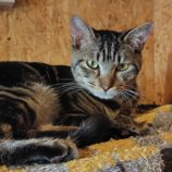 12月28日の小山店に参加するにゃんこの大冒険の保護猫04