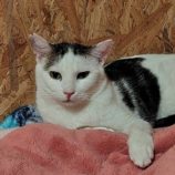 12月28日の小山店に参加するにゃんこの大冒険の保護猫05