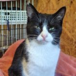 12月28日の小山店に参加するにゃんこの大冒険の保護猫06